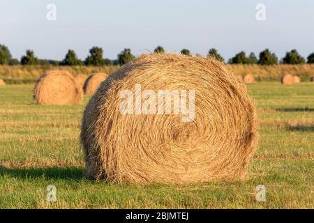 Im Sommer liegen in der späten Nachmittagssonne Rollen geernteten Heus auf einem Feld. Stockfoto