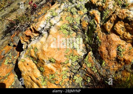 Grüne und cyanfarbene Flechten auf Gesteinsstruktur. Stockfoto