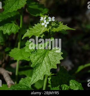 Berlin, Deutschland. April 2020. Eine blühende Knoblauchrakete. Quelle: Jens Kalaene/dpa-Zentralbild/ZB/dpa/Alamy Live News Stockfoto