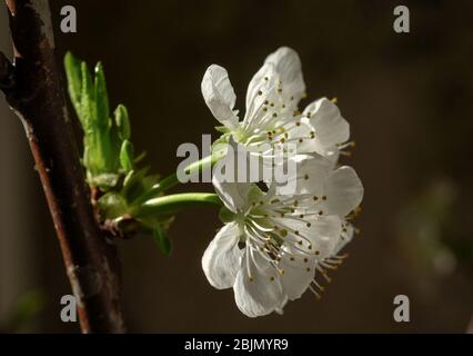 Berlin, Deutschland. April 2020. Die Blumen wachsen auf einem Zweig des Kirschbaums. Quelle: Jens Kalaene/dpa-Zentralbild/ZB/dpa/Alamy Live News Stockfoto