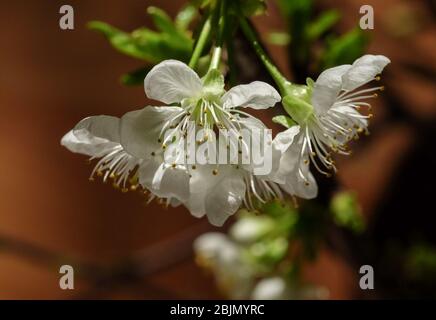 Berlin, Deutschland. April 2020. Die Blumen wachsen auf einem Zweig des Kirschbaums. Quelle: Jens Kalaene/dpa-Zentralbild/ZB/dpa/Alamy Live News Stockfoto