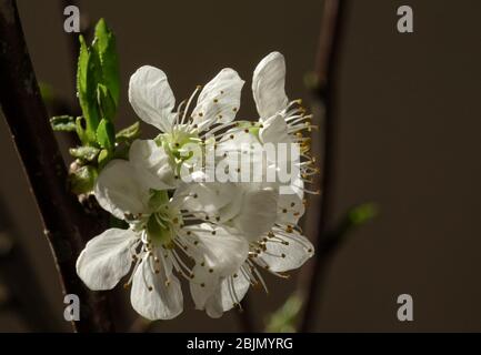 Berlin, Deutschland. April 2020. Die Blumen wachsen auf einem Zweig des Kirschbaums. Quelle: Jens Kalaene/dpa-Zentralbild/ZB/dpa/Alamy Live News Stockfoto