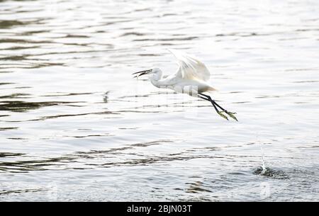 Zwischenreiher, der über einem See mit einem Fisch in seiner Mündung fliegt, Sri Lanka Stockfoto