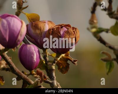 Magnolienblüte Schwarze Tulpe durch Frost beschädigt Stockfoto
