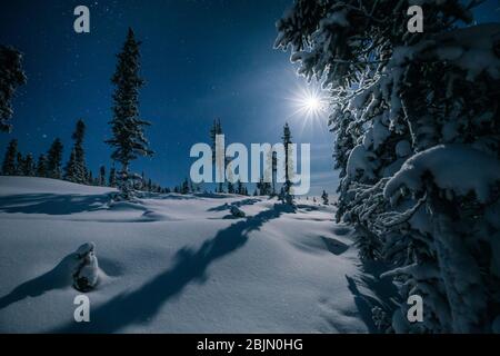 Verschneite Winternachtslandschaft, Yellowknife, Nordwest Territorien, Kanada Stockfoto