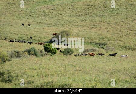 Gruppe spanischer Wildkühe, die in Freiheit durch das Feld in Spanien ziehen Stockfoto