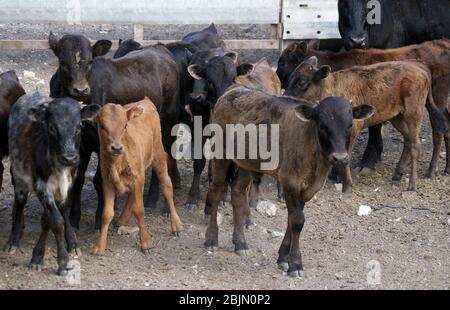 Gruppe junger spanischer Stierkälber in Spanien, die geradeaus schauen Stockfoto