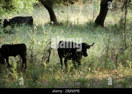 Spanische schwarze kämpfende Kühe grasen frei auf dem Feld in Spanien Stockfoto