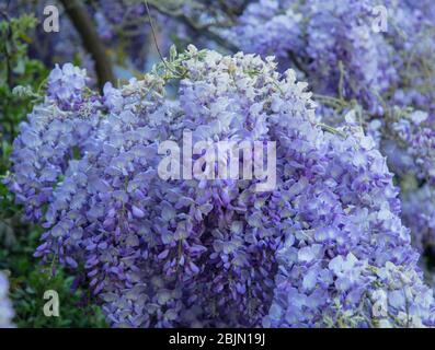 Glyzinienblumen aus nächster Nähe an einer Wand eines Hauses in London, Großbritannien. Stockfoto