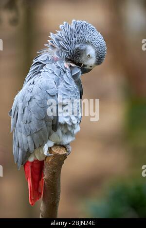 Graupapagei (Psittacus erithacus) Kongo Afrikanischer Graupapagei Stockfoto