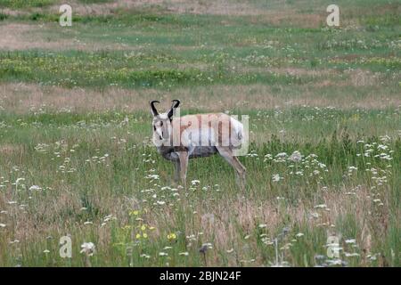 Ein Pronghorn, das in einer Wiese aus wilden Blumen steht und direkt auf die Kamera schaut Stockfoto