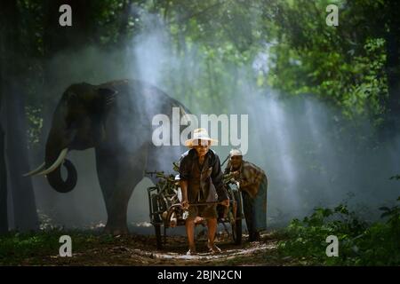 Elefant steht hinter einem älteren Paar, das einen Wagen mit Baumstämmen zieht, Surin, Thailand Stockfoto