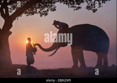 Silhouette eines Mahout auf einem Elefanten mit einem Mönch, Surin, Thailand Stockfoto