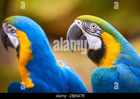 Zwei Blau-und-Gelb-Ara-Nahaufnahme (Ara ararauna), exotische Vögel Stockfoto