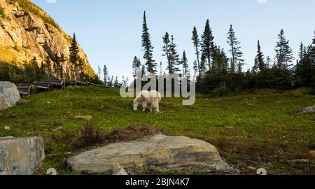 Eine Bergziege, die sich auf einem grasbewachsenen Hang in den Bergen von Montana unter den Schatten des frühen Morgens im Glacier National Park ernährt Stockfoto