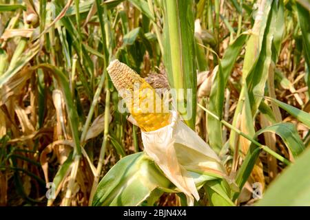 Reife Maiskolben im Feld Stockfoto