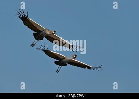 Ein Paar Graue Kranich im Flug im South Luangwa National Park, Sambia. Der Graukronenkrane ist der Nationalvogel von Uganda. Stockfoto