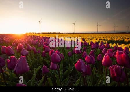 Sonnenuntergang über lila und gelben Tulpen, Niederlande Stockfoto