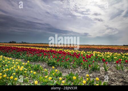 Bunte Tulpenreihen auf holländischem Ackerland, Holland Stockfoto