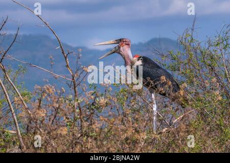 Bild aufgenommen während einer Reise nach Süd-Äthiopien, Marabou stok, See Chamo, Arba Minch Stockfoto