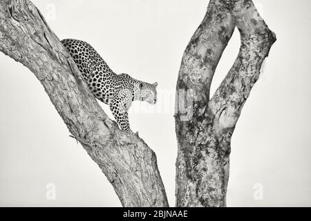 Eine Leopardenin, die von einem Baum herabkommt. Okavango Delta, Botsuana, Botsuana. Schwarzweiß-Fotografie Stockfoto