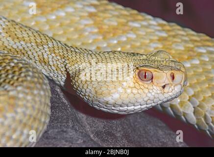 Ein Albino Western Diamondback Rattlesnake, (Crotalus atrox,) aus dem Süden der USA. Stockfoto