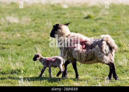 Baby Frühjahr Lamm nach seiner Mutter in einem Suffolk Bauernhof Feld Stockfoto