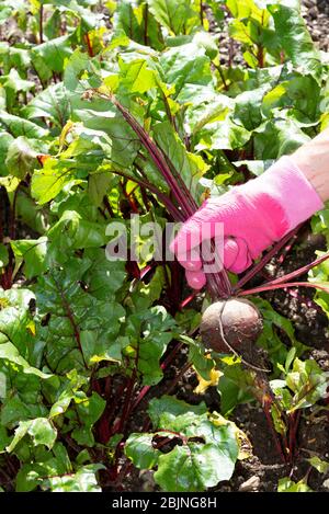 Hampshire, England, Großbritannien. 2019. Frauenhand, die Rote Bete aus einem Küchengarten zieht. Stockfoto