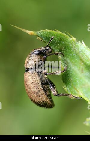 Tonfarbener Weevil - Otiorhynchus singlaris Stockfoto