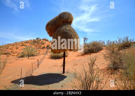 Gesellige Weberbrüte auf Telefonmast, Provinz Nordkap, Südafrika. Die globale Erwärmung hat viele dieser Pflanzen zum Absterben gebracht Stockfoto