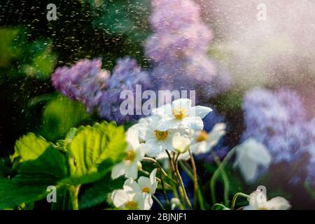 Die einzelne japanische Anemone oder Anemone hupehensis oder die chinesische Anemone ist eine hybride blühende Pflanze mit einer offenen Blume, die weiße Kelchblätter enthält Stockfoto