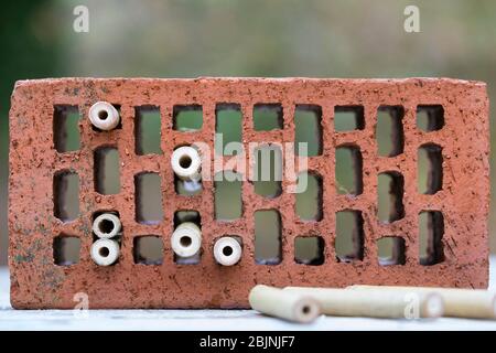 Nisthilfe für Wildbienen, Bambusrohre in hohlen Backstein Stockfoto