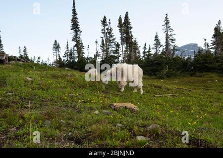 Zwei Bergziegen fressen auf einem grasbewachsenen Hang in den Bergen von Montana, unter den Morgenschatten im Glacier National Park Stockfoto