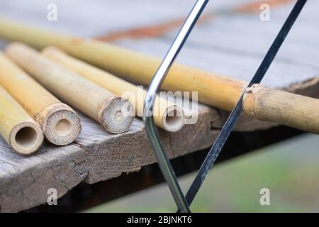 Nisthilfe für Wildbienen, Schritt eins: Sägen von Bambus in 20 cm langen Stücken Stockfoto