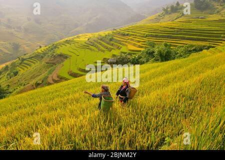 Zwei Bauern arbeiten in Reis Terrassen, Mu Cang Chai, Vietnam Stockfoto