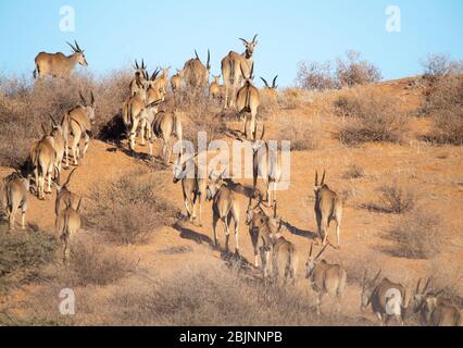 Herde von gemeinsamen Eland im Busch, Südafrika Stockfoto