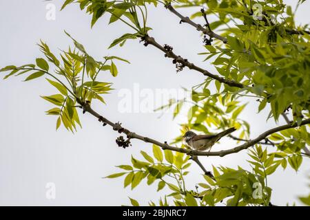 Gemeiner Whitethroat (Sylvia communis) in einem Baum thront und singen Stockfoto