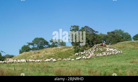 Shepherd auf einem Quad-Bike Treffen in Schafherde, Ravenstonedale, Cumbria, Großbritannien. Stockfoto