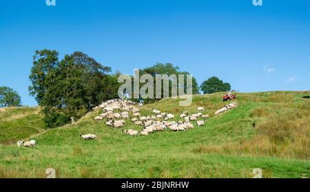 Shepherd auf einem Quad-Bike Treffen in Schafherde, Ravenstonedale, Cumbria, Großbritannien. Stockfoto