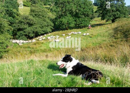 Shepherd auf einem Quad-Bike Treffen in Schafherde, Ravenstonedale, Cumbria, Großbritannien. Stockfoto