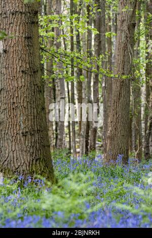 Bluebells blühend in einem Wald in der Nähe von East Grinstead Stockfoto