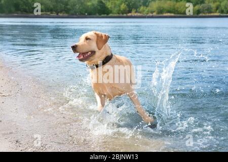 Lustige Labrador Retriever am Strand Stockfoto