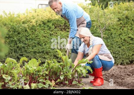 Ältere Paare arbeiten im Garten Stockfoto