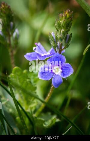 Germander Speedwell, Bird-eye, Gamander-Ehrenpreis, Männertreu (Veronica chamaedrys) Stockfoto