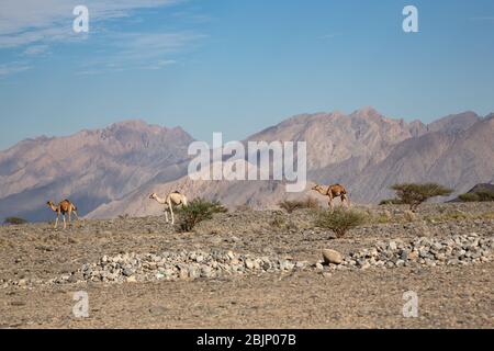 Drei Kamele, die sich in der kargen Berglandschaft des Wadi Mistal im Oman auf den Weg machen Stockfoto
