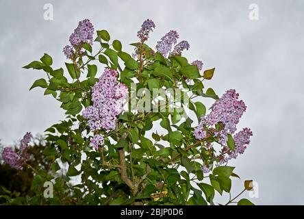 Syringa lilac ist eine Gattung von 12 derzeit 1 Arten von blühenden Gehölzen in der Olive Familie Oleaceae anerkannt Stockfoto