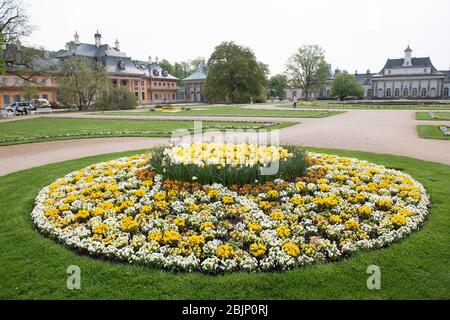 Dresden, Deutschland. April 2020. Gelb-weiße Tulpen blühen vor dem Bergpalais im Schlosspark Pillnitz. Quelle: Sebastian Kahnert/dpa-Zentralbild/dpa/Alamy Live News Stockfoto