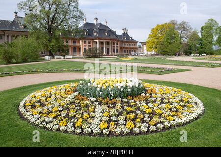 Dresden, Deutschland. April 2020. Gelb-weiße Tulpen blühen vor dem Wasserpalais im Schlosspark Pillnitz. Quelle: Sebastian Kahnert/dpa-Zentralbild/dpa/Alamy Live News Stockfoto