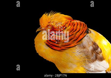 Goldener Fasan, Chrysolophus pictus auch bekannt als der chinesische Fasan, und Regenbogen Fasan mit geschlossenen Augen Stockfoto