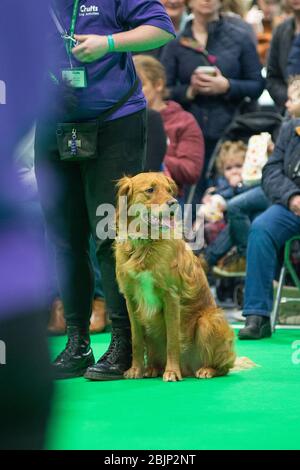 CRUFTS: Bramble der Golden Retriever und sein Handler demonstrieren Rally mit ihrem Team am 7. März 2020 Stockfoto